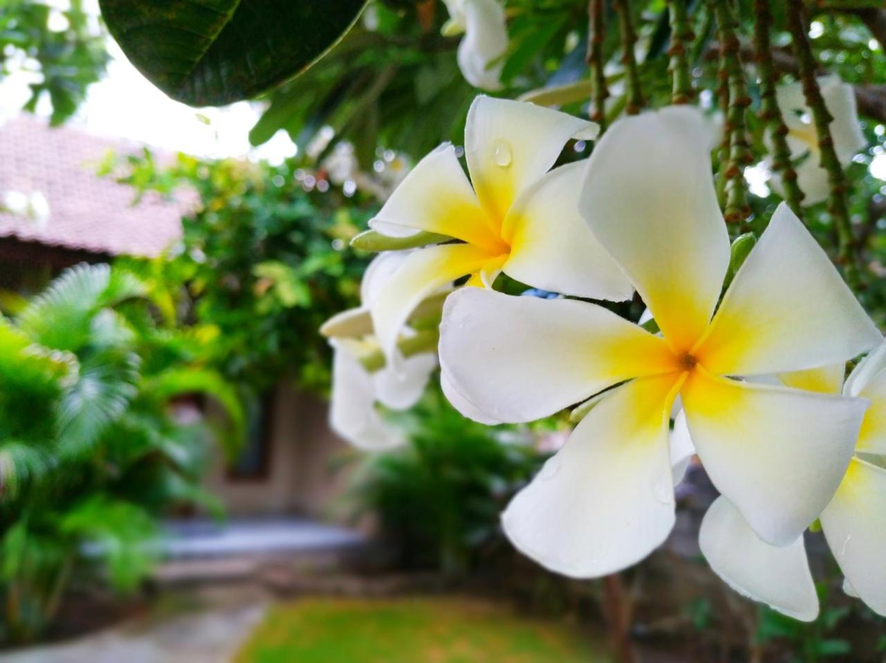 Angga Guest House Pemuteran  Luaran gambar